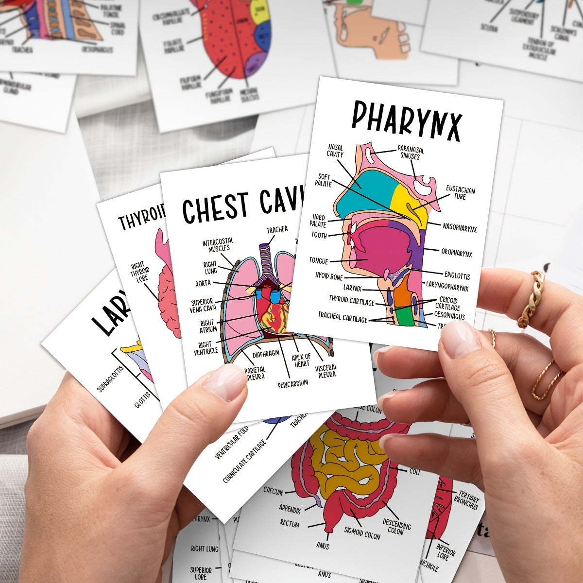 30 Pcs Human Anatomy Flash Cards β Study Guide for Medical & Nursing Students