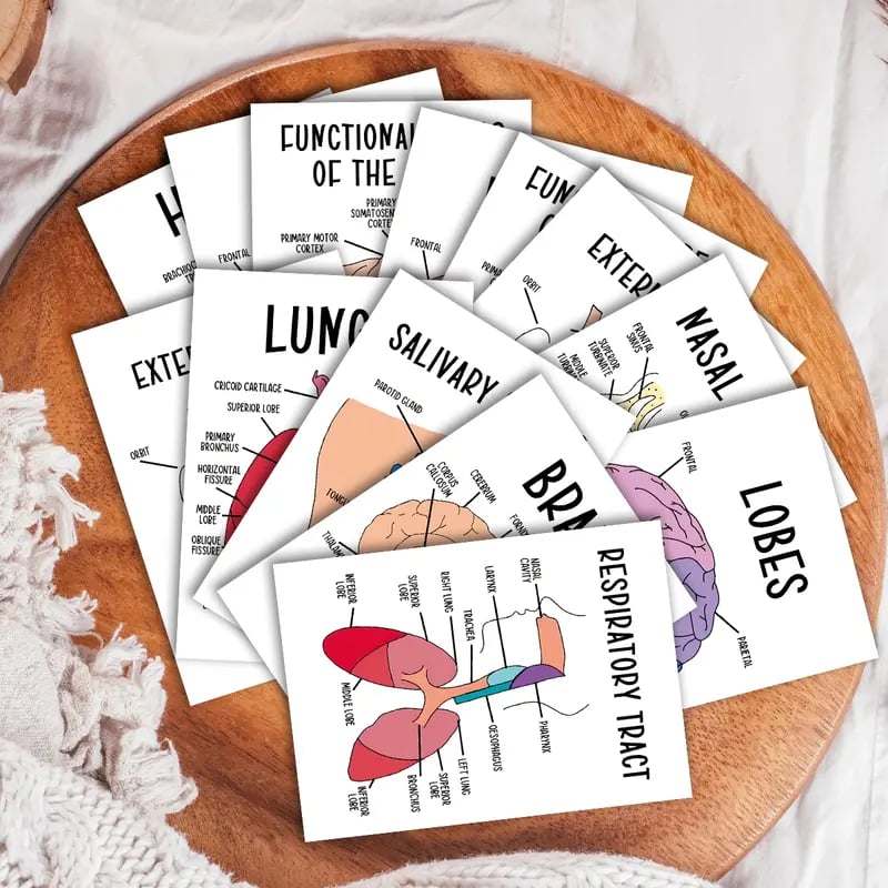 🧠30 Pcs Human Anatomy Flash Cards – Study Guide for Medical and Nursing Staff🫁