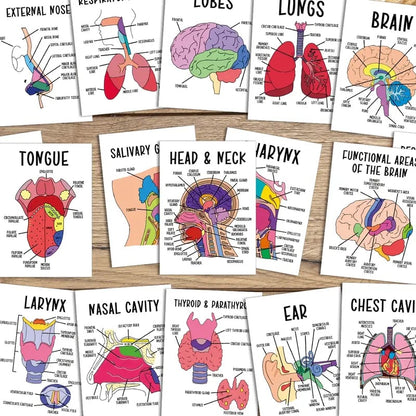 🧠30 Pcs Human Anatomy Flash Cards – Study Guide for Medical and Nursing Staff🫁