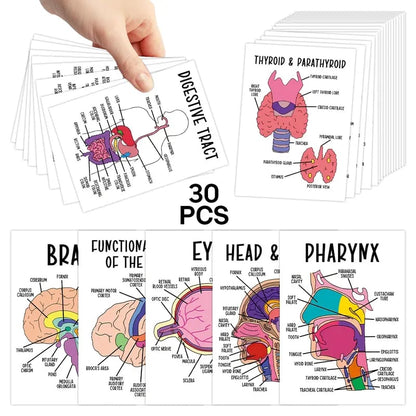 🧠30 Pcs Human Anatomy Flash Cards – Study Guide for Medical and Nursing Staff🫁