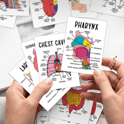 🧠30 Pcs Human Anatomy Flash Cards – Study Guide for Medical and Nursing Staff🫁