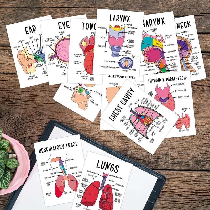 🧠30 Pcs Human Anatomy Flash Cards – Study Guide for Medical and Nursing Staff🫁