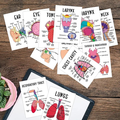 🧠30 Pcs Human Anatomy Flash Cards – Study Guide for Medical and Nursing Staff🫁
