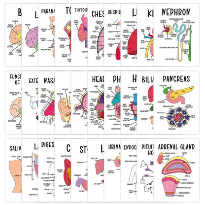 🧠30 Pcs Human Anatomy Flash Cards – Study Guide for Medical and Nursing Staff🫁