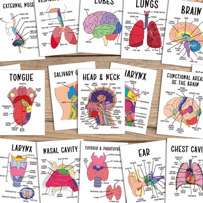 🧠30 Pcs Human Anatomy Flash Cards – Study Guide for Medical and Nursing Staff🫁