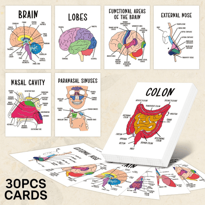 🧠30 Pcs Human Anatomy Flash Cards – Study Guide for Medical and Nursing Staff🫁