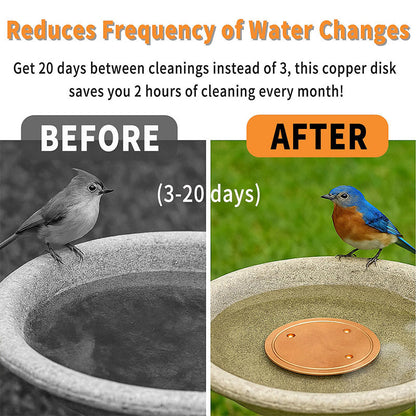 Natural Algae Inhibitor for Bird Baths & Fountains🔥